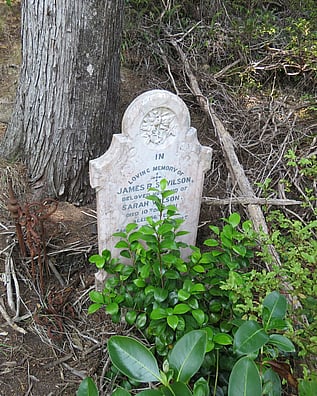 Headstone at the foot of a tree in the historic Kuaotunu cemetery on the Coromandel Peninsula