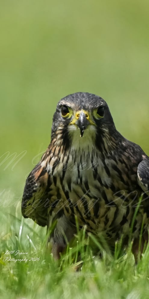 Photograph of NZ Falcon sitting on the ground