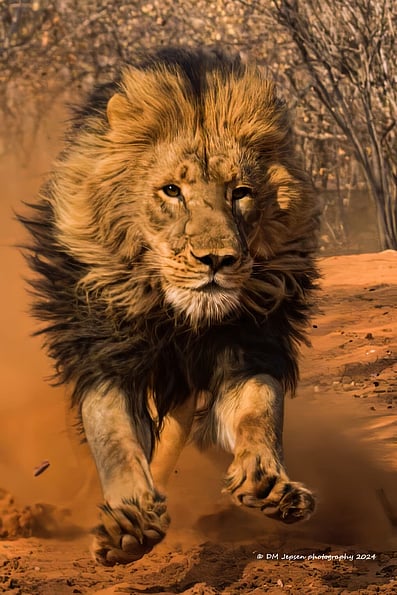 Lion running directly towards you.