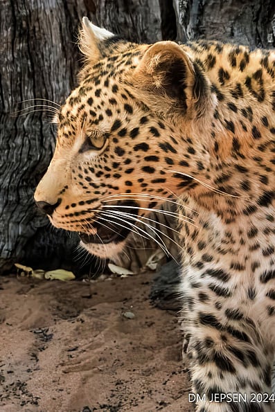 Leopard on the prowl for something it sees and wants. Its eyes are fix on its prey