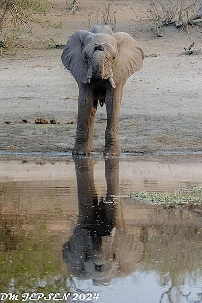 This elephant walked to the waters edge and raised its trunk right in front of use. Sending a warning.