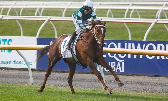 NZB Kiwi 2026 Winner, Well Written.