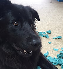 Wellington Temporary Fencing NZ Temp Fencing Wellington Temporary Fencing Hire Fence Portable Temporary Fence Construction Fencing Wellington Wairarapa Fencing Events Fencing Wellington Temp Fence Hire