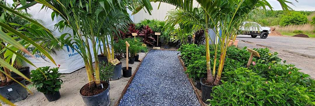 Tropical Plants & Palms Trees