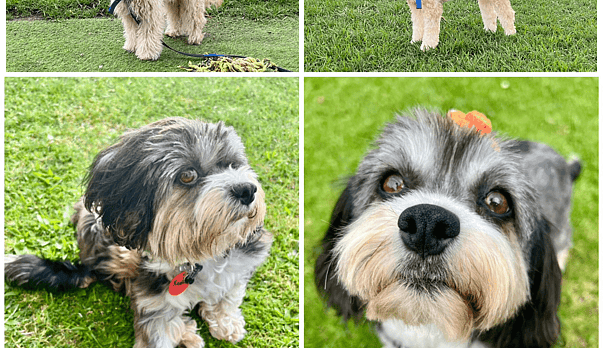 Common Dog Grooming Mistakes and How to Avoid Them