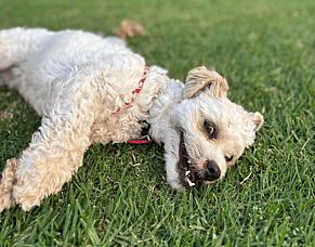 Springtime Grooming Tips