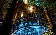 Tree Tops Walk Rotorua