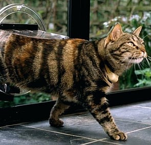 Cat Doors