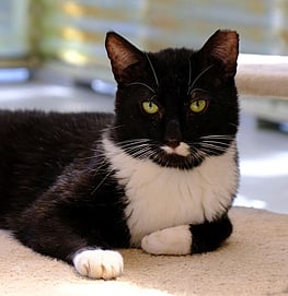 Watson - Loves cuddles