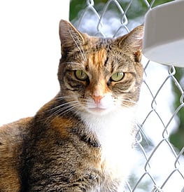 Billie - A beauty inside and out