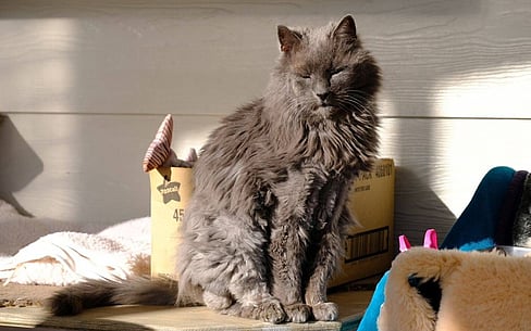 Grace - Noisy neighbour