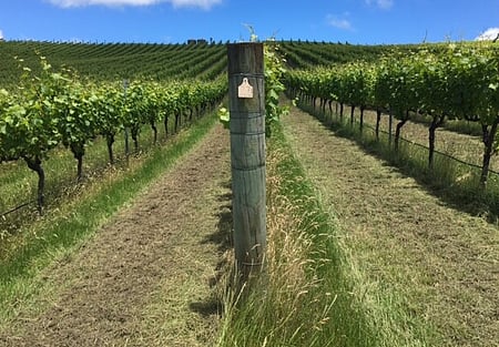 Alternate mowing habitat strip