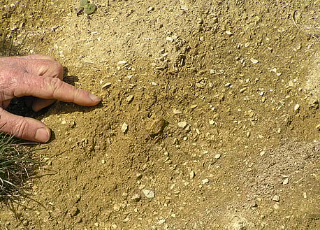 Limestone showing old sea bed