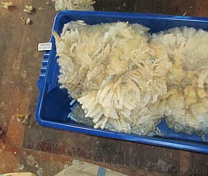 Wool Production