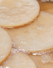 Kombucha SCOBY (organic)