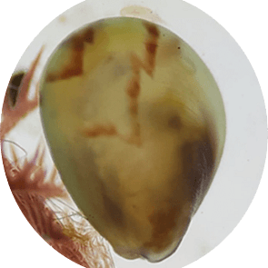 Spat Nursery Culture