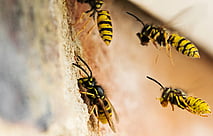 Wasps