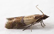 Pantry Moth