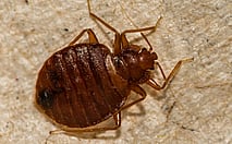 Bed Bugs