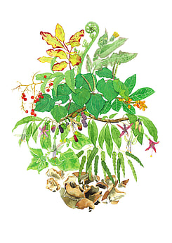 'Edible New Zealand Plants' original watercolour painting