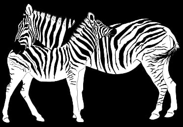 'Ebony and Ivory Zebras' original digital painting