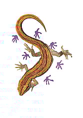 'Southern Striped Gecko Only Leaves Footprints' original watercolour painting