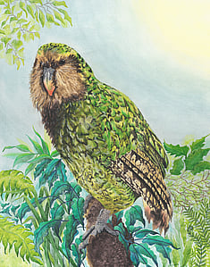 'Kakapo Calling' original watercolour painting