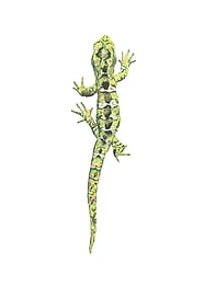 Rough Gecko / Moko Pārae