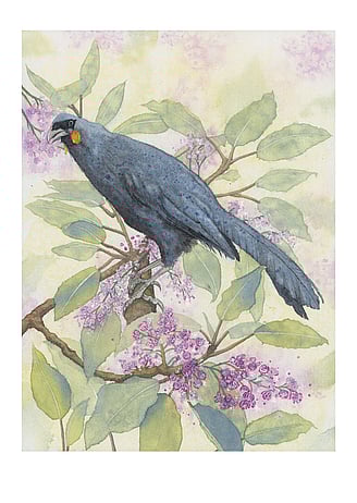 South Island kōkako