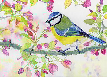 Eurasian Blue Tit Bird (Cyanistes caeruleus)