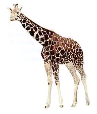 South African giraffe (Giraffa camelopardalis giraffa)