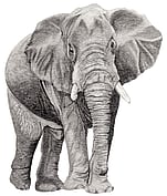 African Bush Elephant (Loxodonta africana)