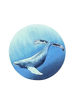 Southern Humpback whale (Megaptera novaeangliae)