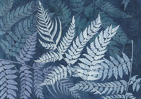 Silver fern (Cyathea dealbata)