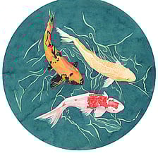 Eurasian Blue Tit Bird (Cyanistes caeruleus)