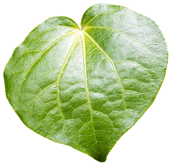 Ngā Hau E Whā Marae