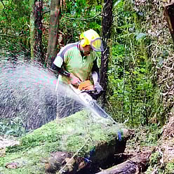 Image of logging. Central Milling and Timber Supplies Ltd can provide a fully experienced logging team for woodlots and marketing. Waikato, New Zealand.