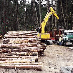 Image of logging. Central Milling and Timber Supplies Ltd can provide a fully experienced logging team for woodlots and marketing. Waikato, New Zealand.
