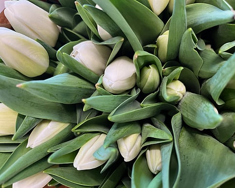 A beautiful bag of fresh tulips to brighten your day