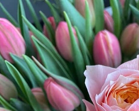 A beautiful bag of fresh tulips to brighten your day