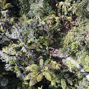 men working in forrest