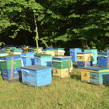 people working in forrest