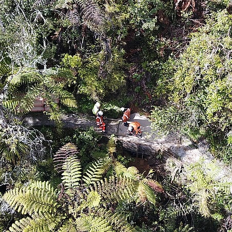 men working in forrest