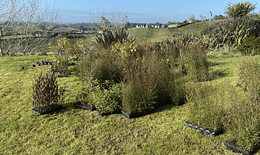 Image of native plants ready for land restoration in Whatawhata