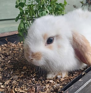 VENUS - Available Now