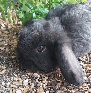 JETARA - Ready to pickup from 7 April