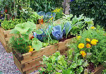 Increased nutrient movement through the plants