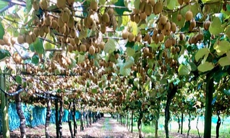 Kiwifruit Irrigation Bay of Plenty