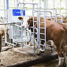 Delaval Optifeeding Bay of Plenty