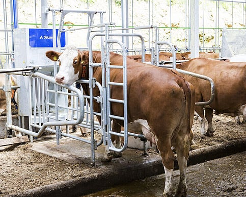 Feeding & Animal Welfare Bay of Plenty